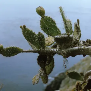 Santa Barbara Island