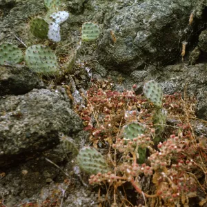 Santa Barbara Island
