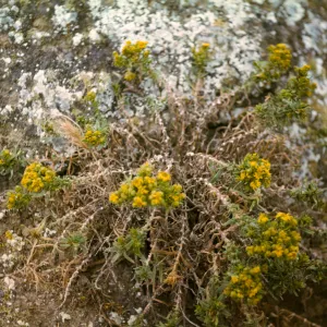 Santa Barbara Island, Hemizonia