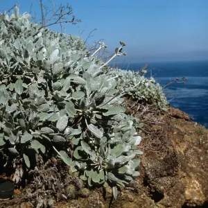 Eriogonum (wild buckwheat) , Santa Barbara Island