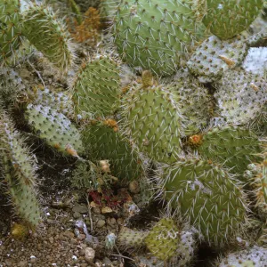 Opuntia (Prickly-pear) on Santa Barbara Island just north of Cave Canyon