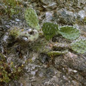 Opuntia littoralis on Santa Barbara Island lower Cave Canyon