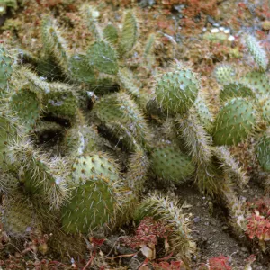 Opuntia oricola on Santa Barbara Island, May 1967