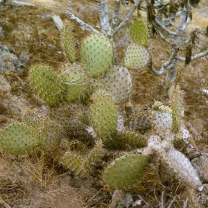 Opuntia oricola on Santa Barbara Island May 1967