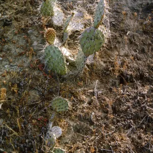 Opuntia on Santa Barbara Island, May 1967