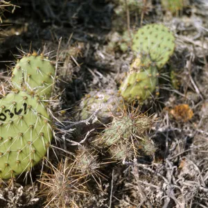Opuntia aff. littoralis on Santa Barbara Island