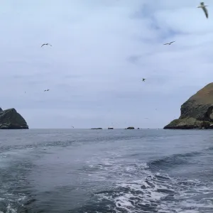 seagulls flying between Santa Barbara and Sutil Islands