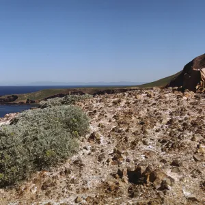 Sutil Island summit, west slope of Santa Barbara Island