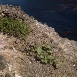 Sutil Island