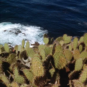 Santa Barbara Island, Opuntia 0703