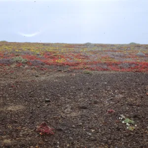 Santa Barbara Island