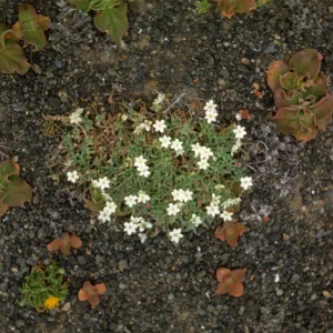 Platystemon at head of Cliff Canyon, Santa Barbara Island