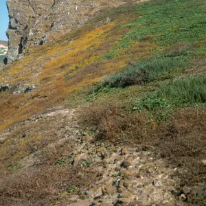 Santa Barbara Island