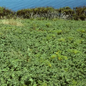 Coreopsis seedlings in iceplant, Santa Barbara Island