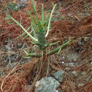 rabbit damage, Santa Barbara Island