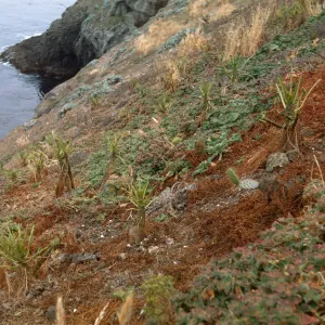 rabbit damage, Santa Barbara Island