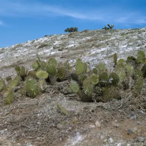 Opuntia 0245S, Santa Barbara Island