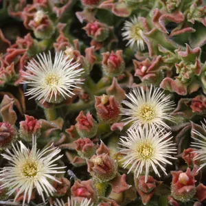 Mesembryanthemum crystallinum flowers, Santa Barbara Island