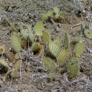 Opuntia oricola (Prickly-pear) 0244S, Santa Barbara Island