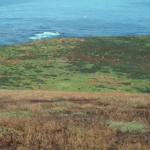 Santa Barbara Island West Terrace