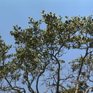 Cercocarpus betuloides var. traskiae, Santa Catalina Island