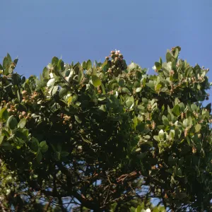 Arctostaphylos catalinae (Santa Catalina Island manzanita), Santa Catalina Island