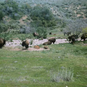 Buffalo on Santa Catalina Island