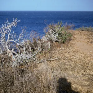 Lavatera on Indian Rock on Santa Catalina Island