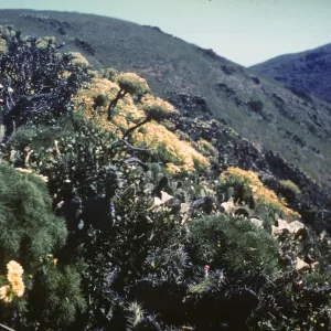 Coreopsis sp and Opuntia sp (Prickly-pear) on Santa Cruz Island