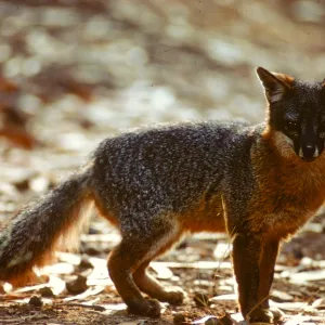 Channel Island Fox, Urocyon littoralis on Santa Cruz Island