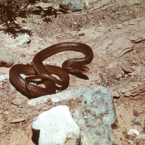 Coluber constrictor mormon, Western Yellow-bellied Racer