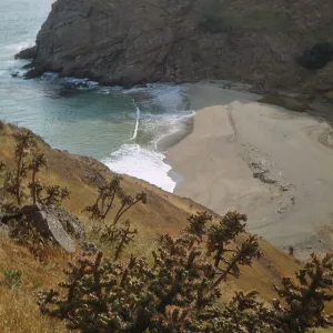 Opuntia prolifera in Alamos Canyon on Santa Cruz Island