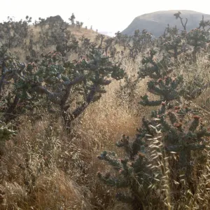 Opuntia prolifera (Cholla) in Alamos Canyon on Santa Cruz Island