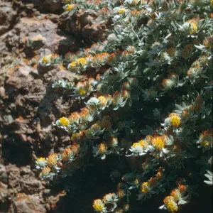 Lotus argophyllus on Santa Cruz Island