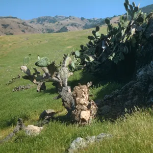 Opuntia megacantha (Prickly-pear) on Valdez Flats on Santa Cruz Island