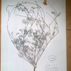 Herbarium Specimen of Eschscholzia glauca from Santa Cruz Island (California Poppy)