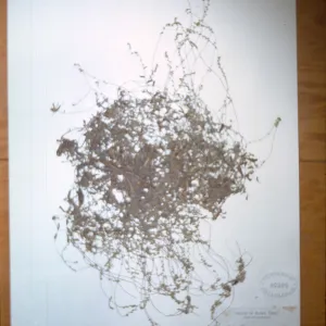 Herbarium Specimen of Cryptantha from Santa Cruz Island