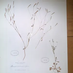 Herbarium Specimen of Meconella denticulata from Santa Cruz Island