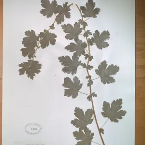 Herbarium Specimen of Ribes (Currant, Gooseberry ) from Santa Cruz Island