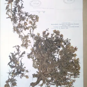 Herbarium Specimen of Malacothrix squalida from Santa Cruz Island