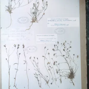 Herbarium Specimen of Malacothrix similis from Santa Cruz Island