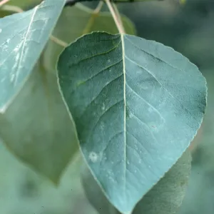Leaves of Populus