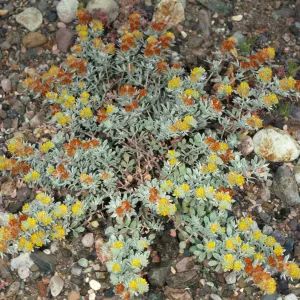 Lotus argophyllus var. niveus on Santa Cruz Island