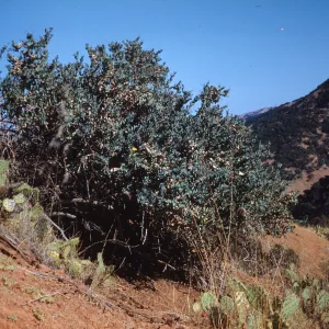 Dendromecon harfordii, island bush poppy, Santa Cruz Island
