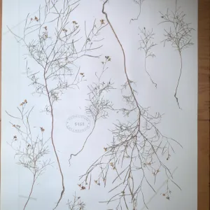 herbarium specimen of Sibara filifolia from Santa Cruz Island