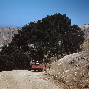 Quercus tomentella, Santa Cruz Island
