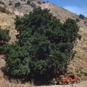 Prunus lyonii, Santa Cruz Island