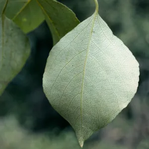 Populus leaves, Santa Cruz Island