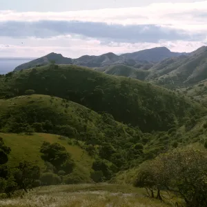 Alameda de los Coches Prietos, Santa Cruz Island