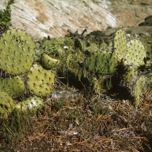 Opuntia (Prickly-pear), Santa Cruz Island